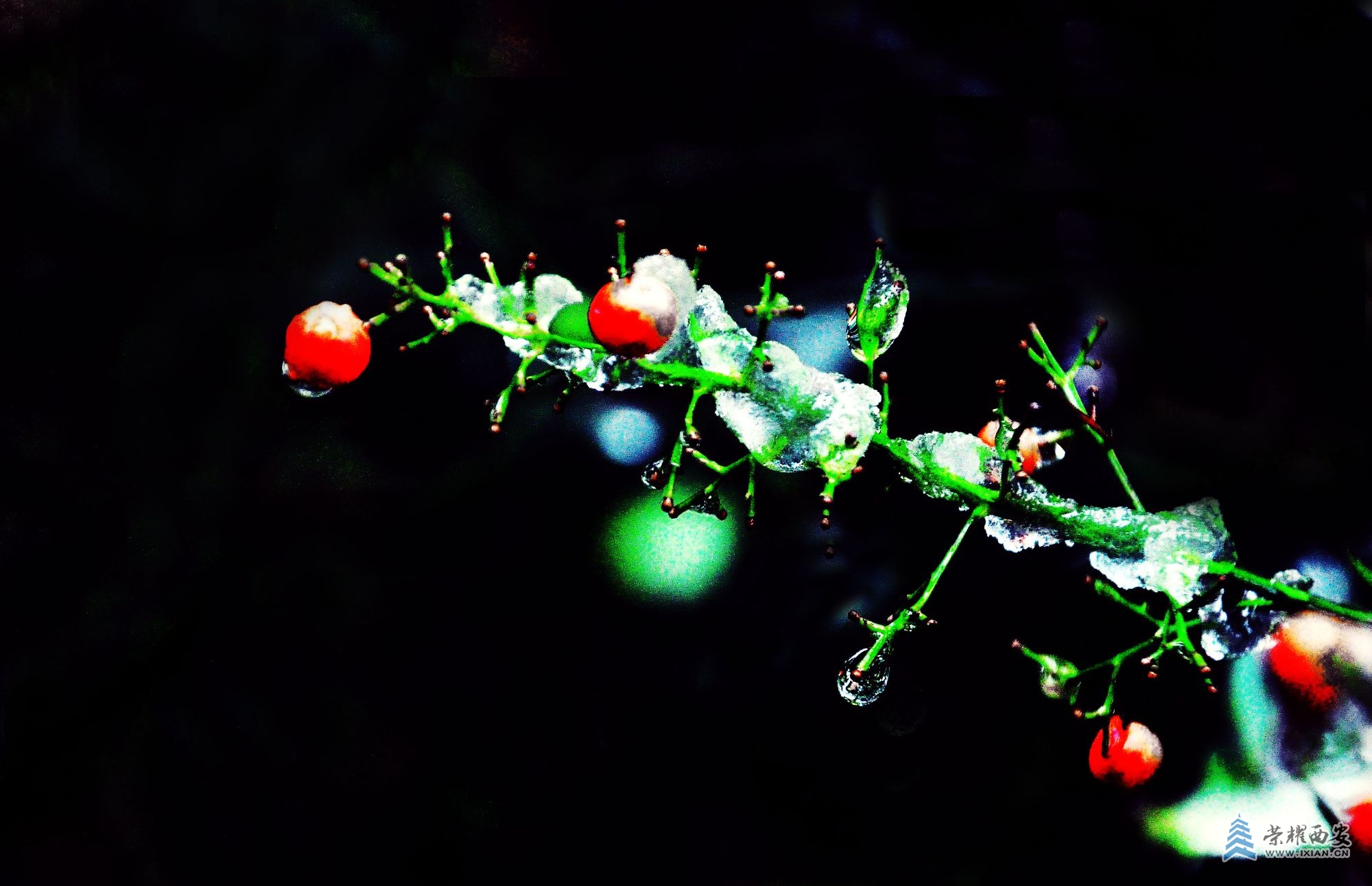 DSC_0448.JPG