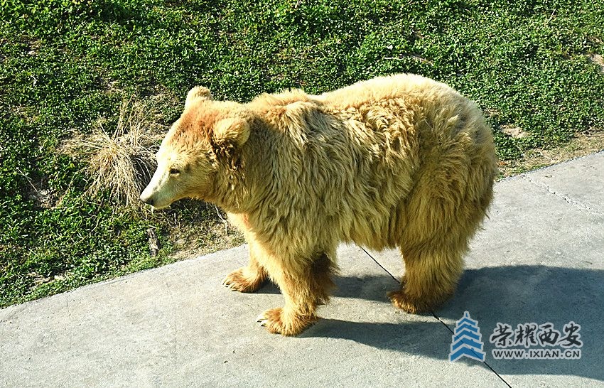 DSC_4131_副本.jpg