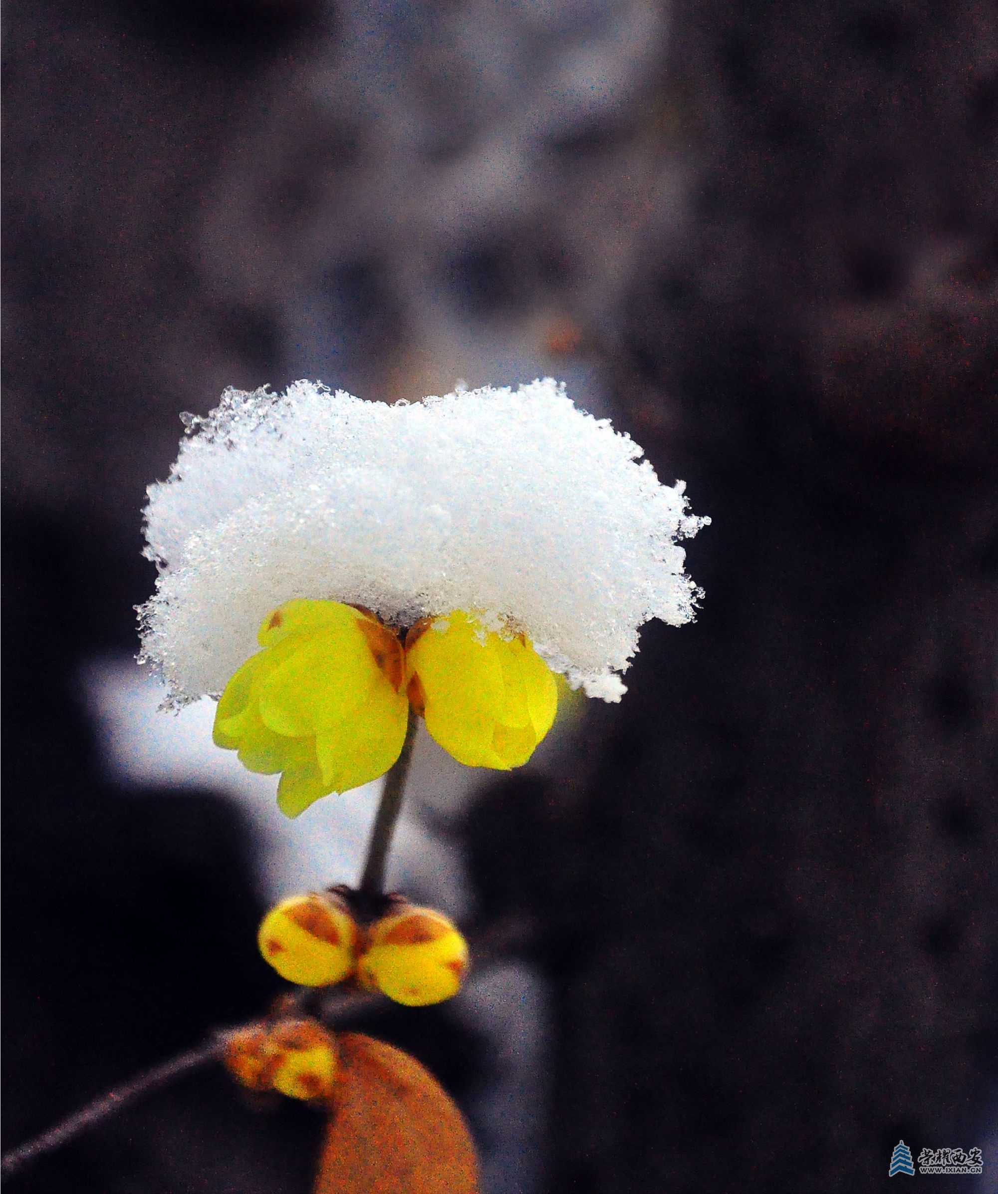 大雪压梅花梅花更娇美