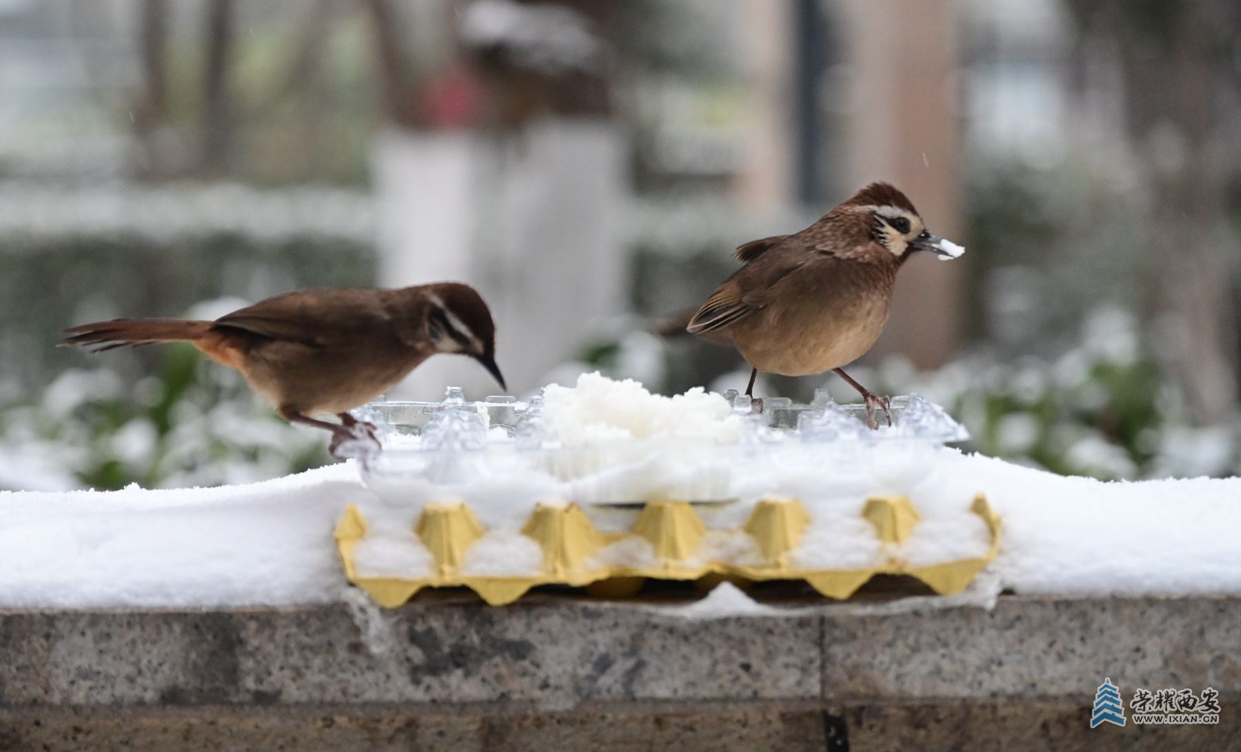 DSC_7560_副本.jpg