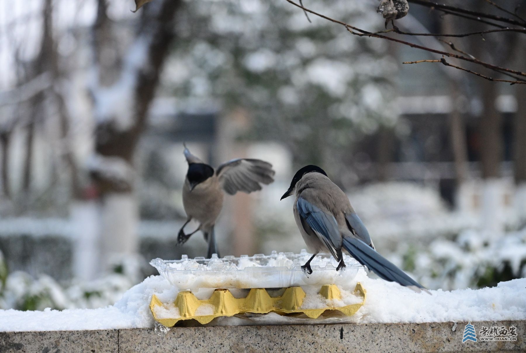 DSC_7709_副本.jpg