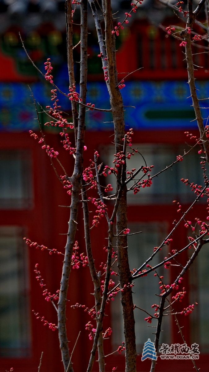 兴庆公园043.JPG