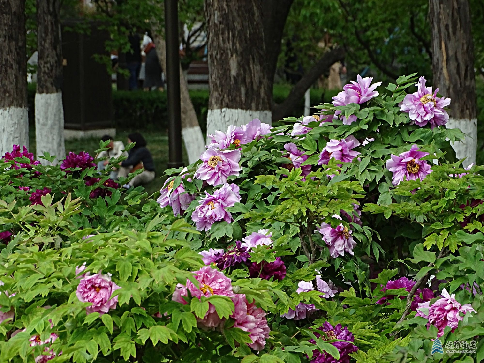 DSC01849.jpg
