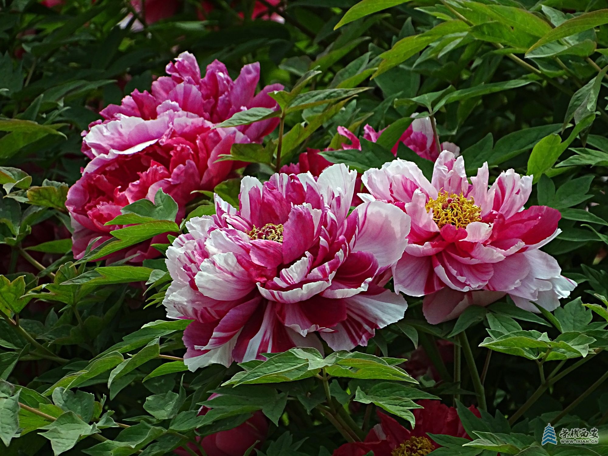 DSC01871.jpg