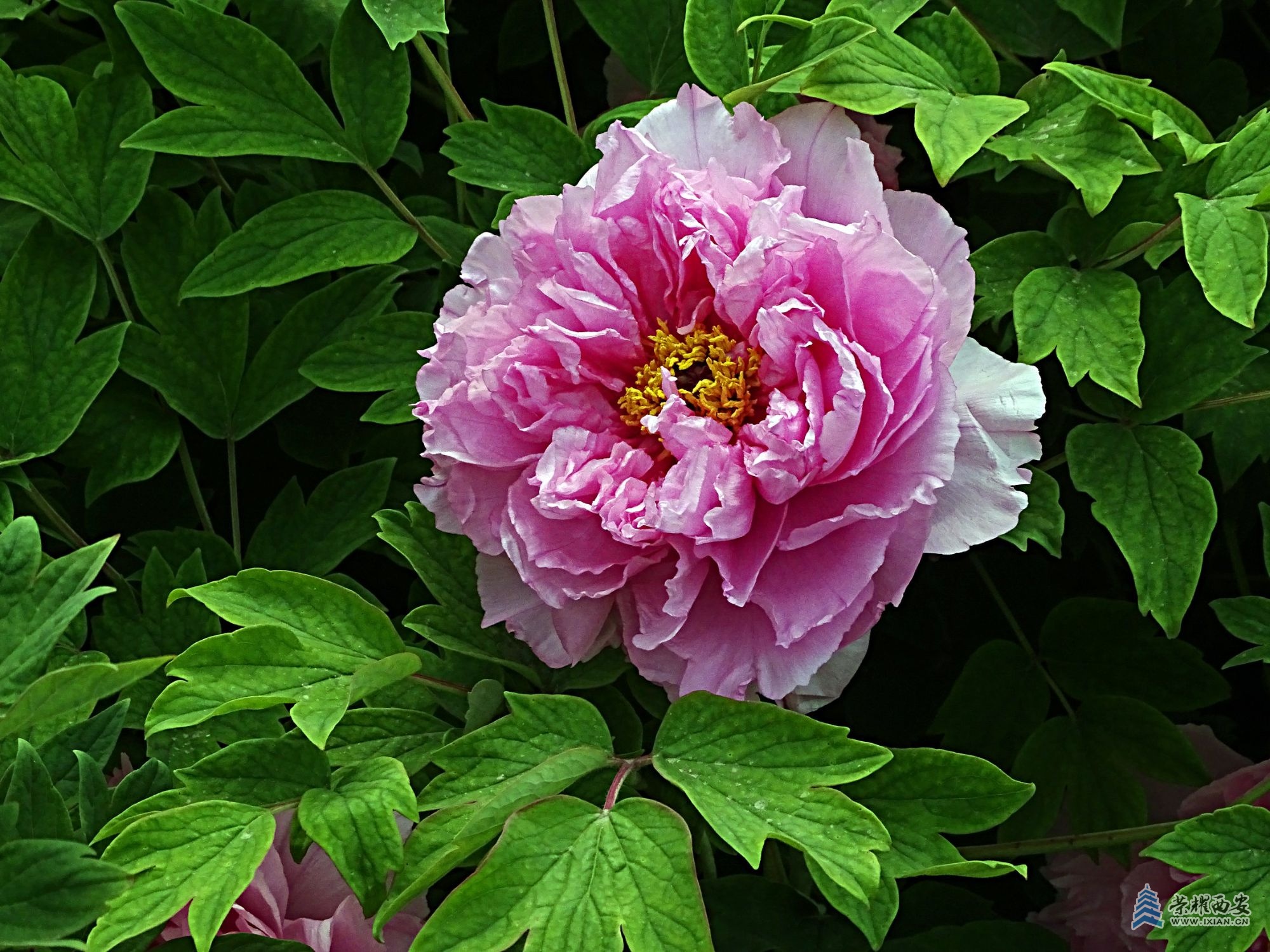 DSC01885.jpg