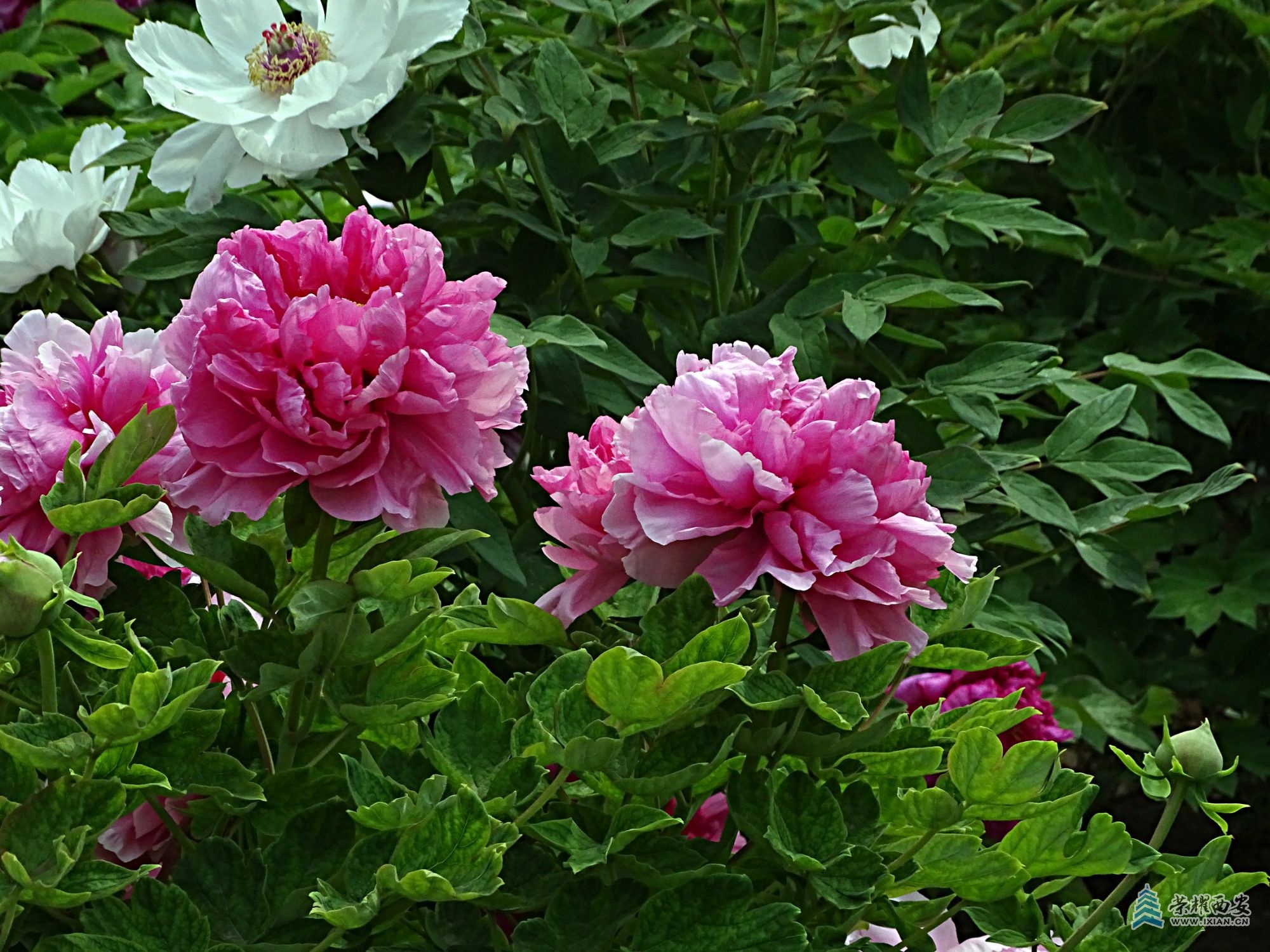 DSC01890.jpg