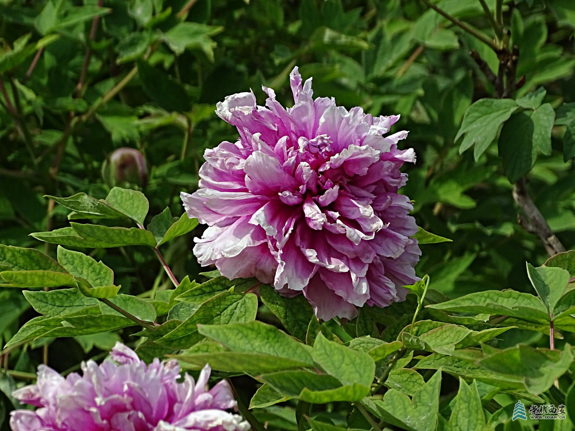 DSC01900.jpg