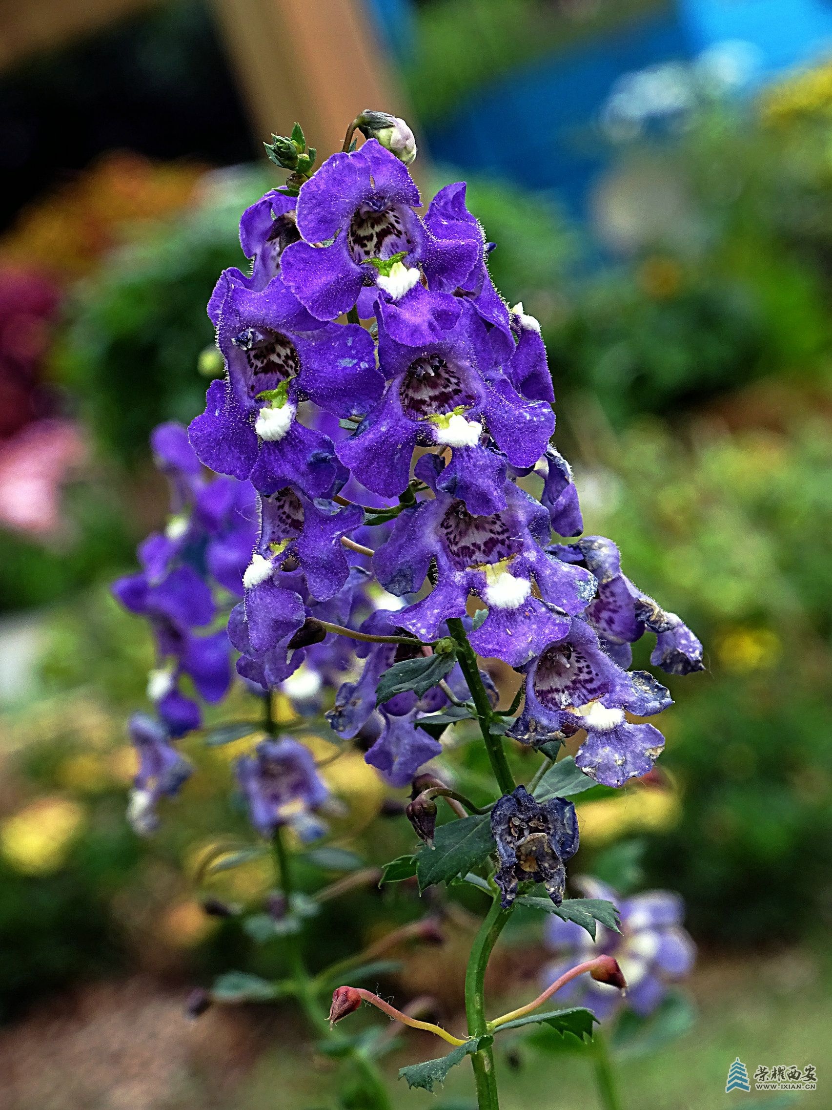 DSC02945.jpg