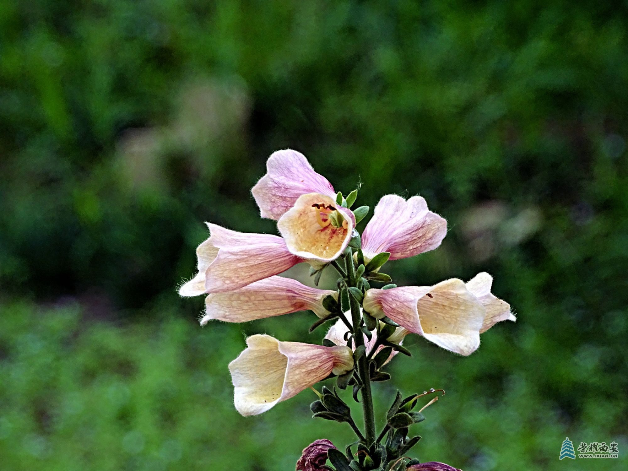 DSC02961.jpg