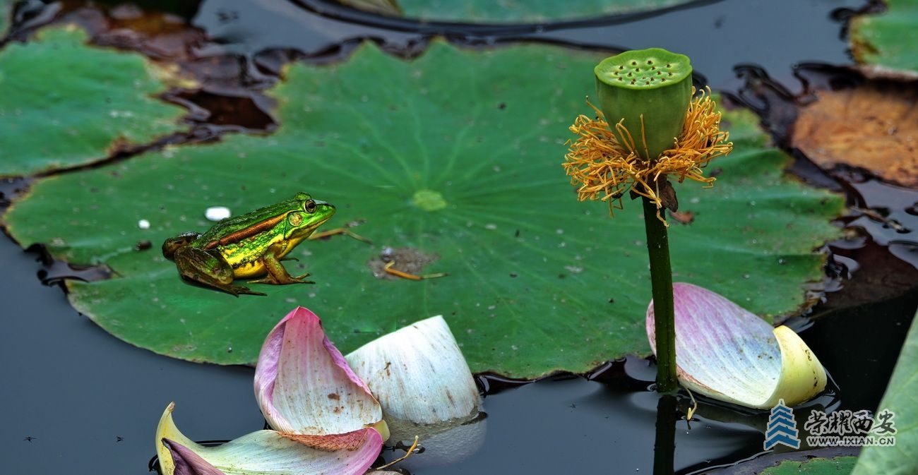 桃花潭002.JPG