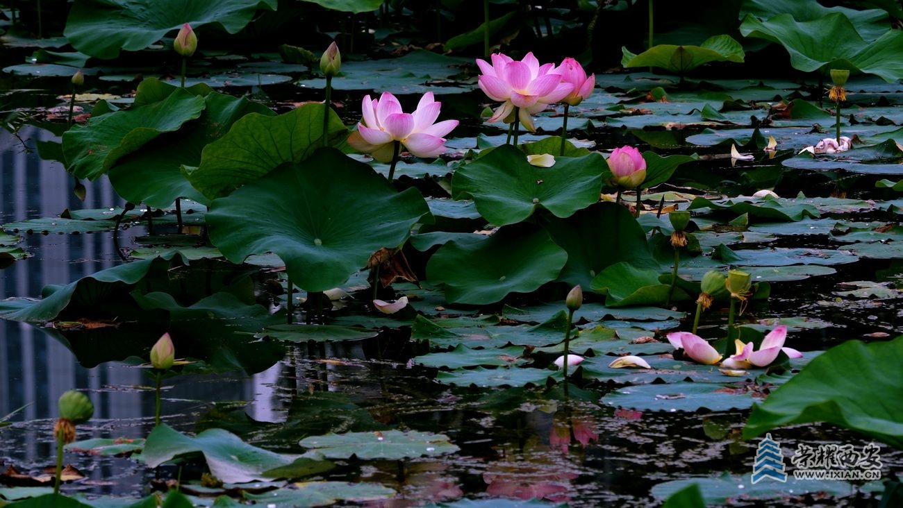 桃花潭005.JPG