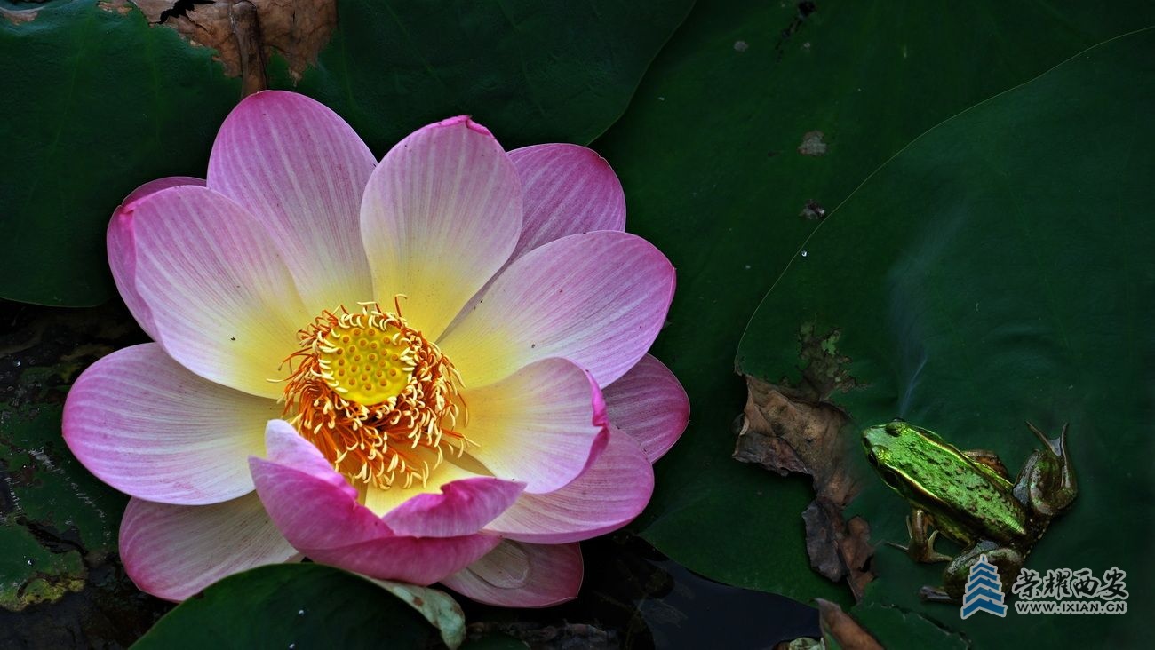 桃花潭019.JPG