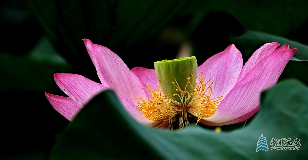 桃花潭021.JPG