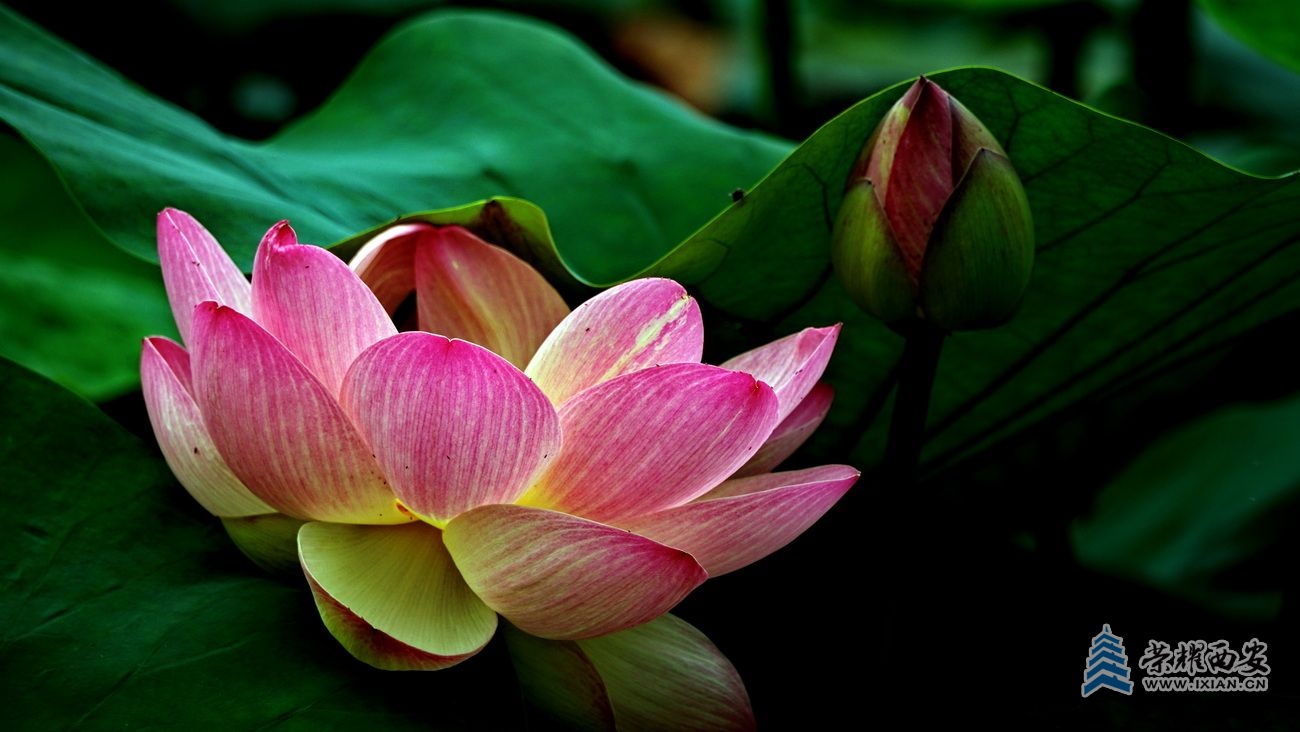 桃花潭034.JPG