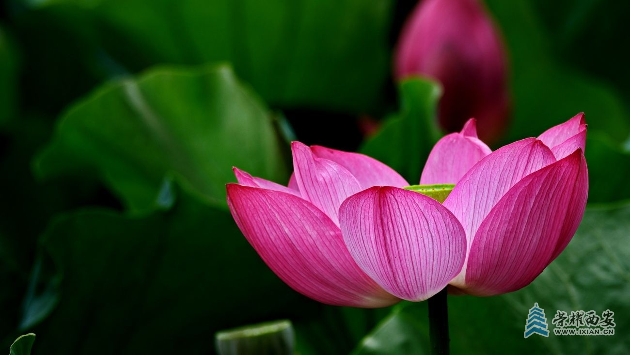 桃花潭046.JPG