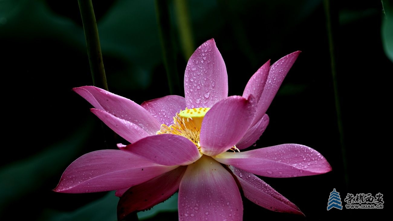 兴庆公园F42.JPG