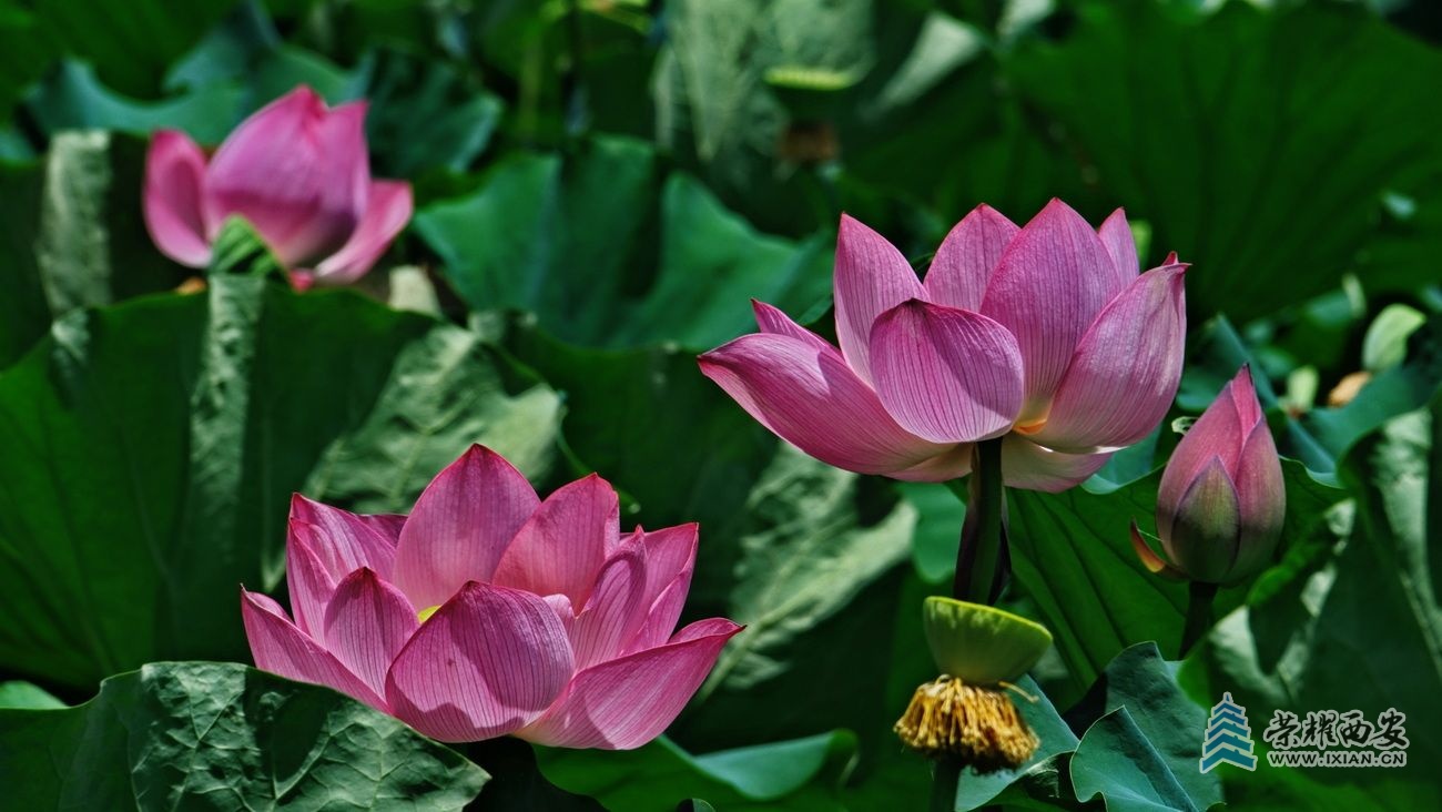 桃花潭0034.JPG