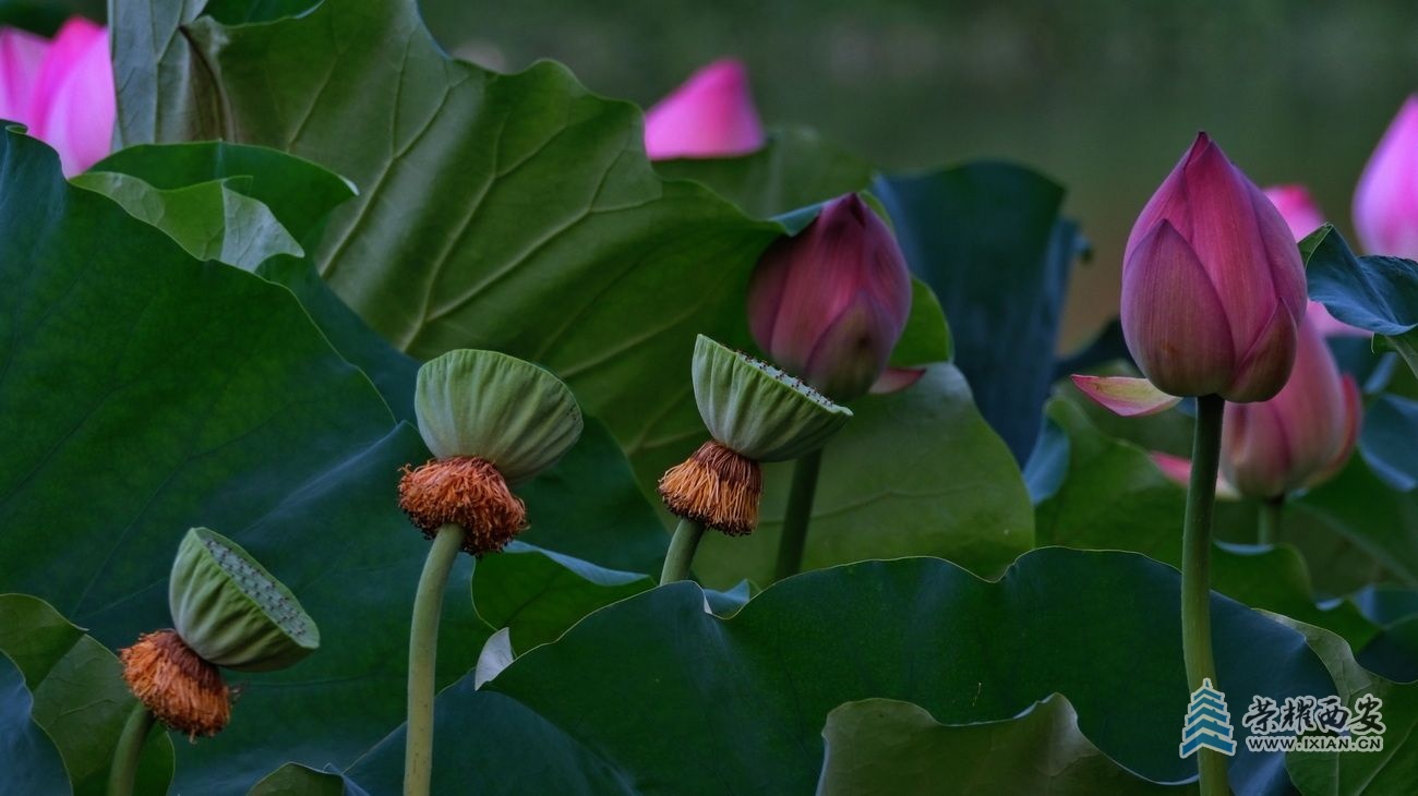 桃花潭F25.JPG