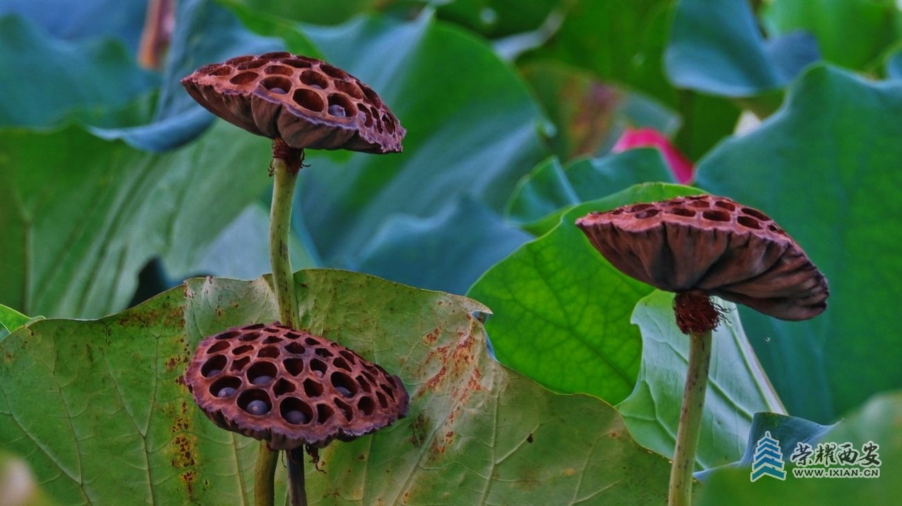 桃花潭F26.JPG