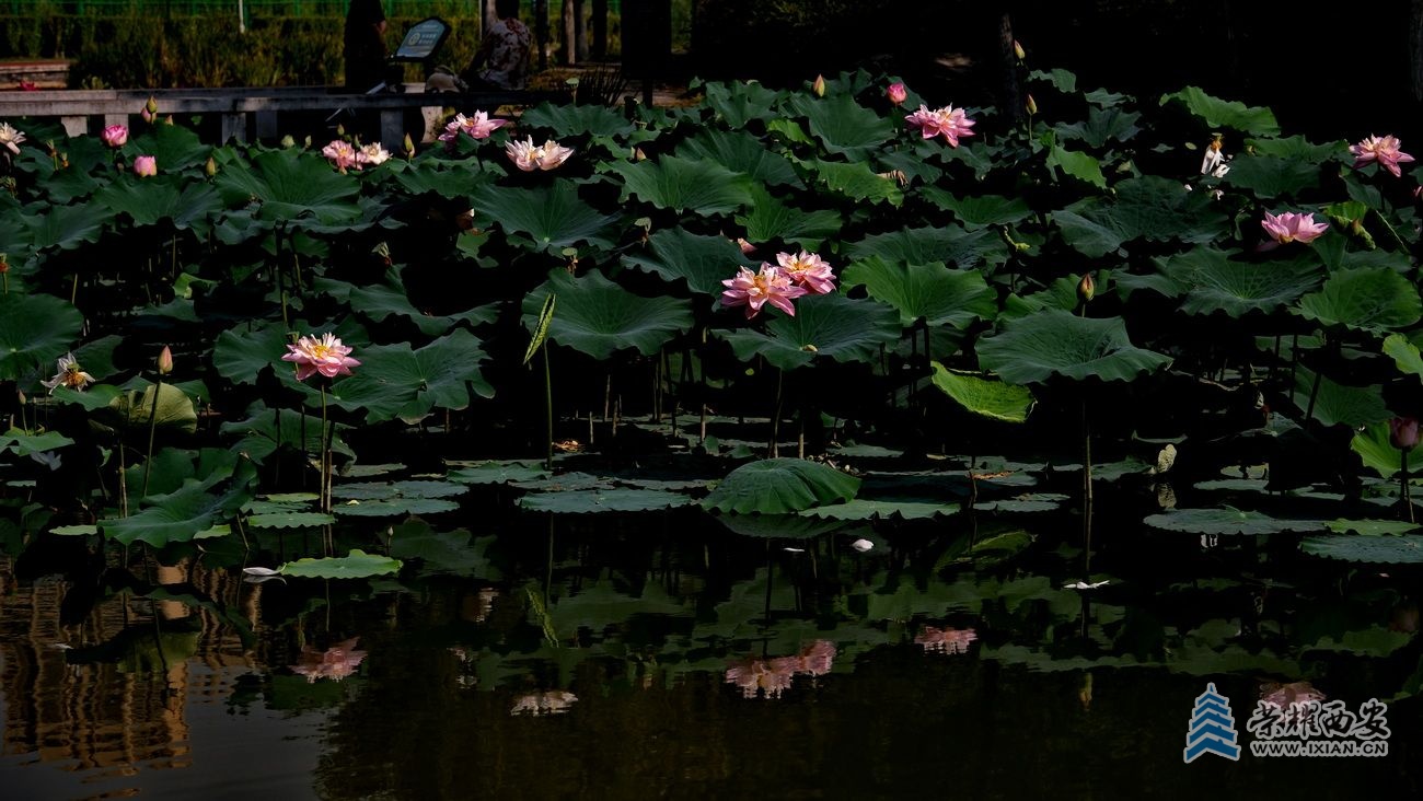西安雁鸣湖14.JPG
