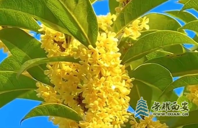 微信截图_20240920141155.jpg