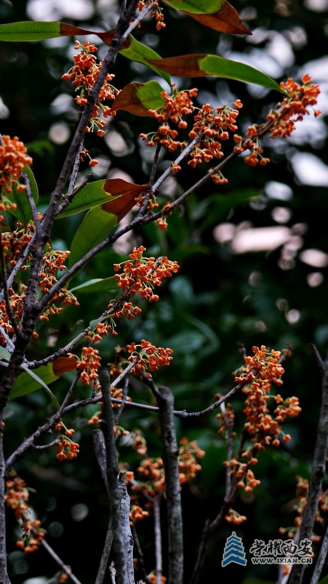 桂花004.JPG