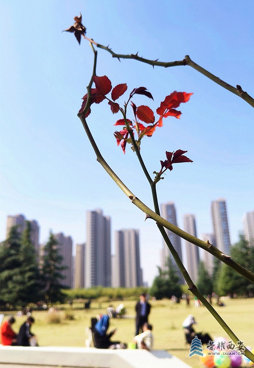 微信图片_20241023192535_副本.jpg