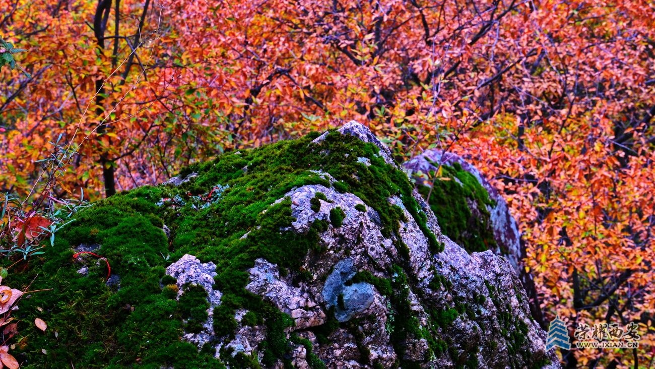 翠华山045.JPG