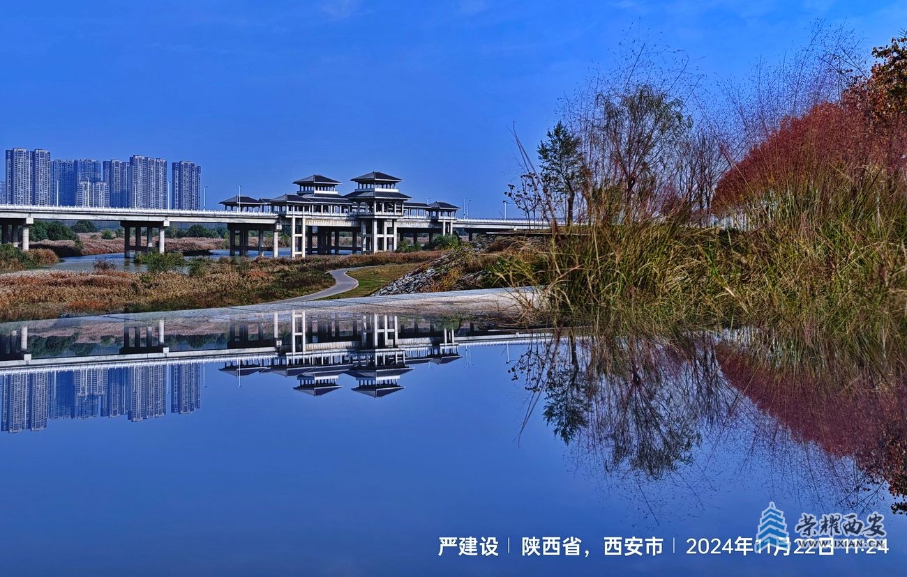 _灞渭湿地011.jpg