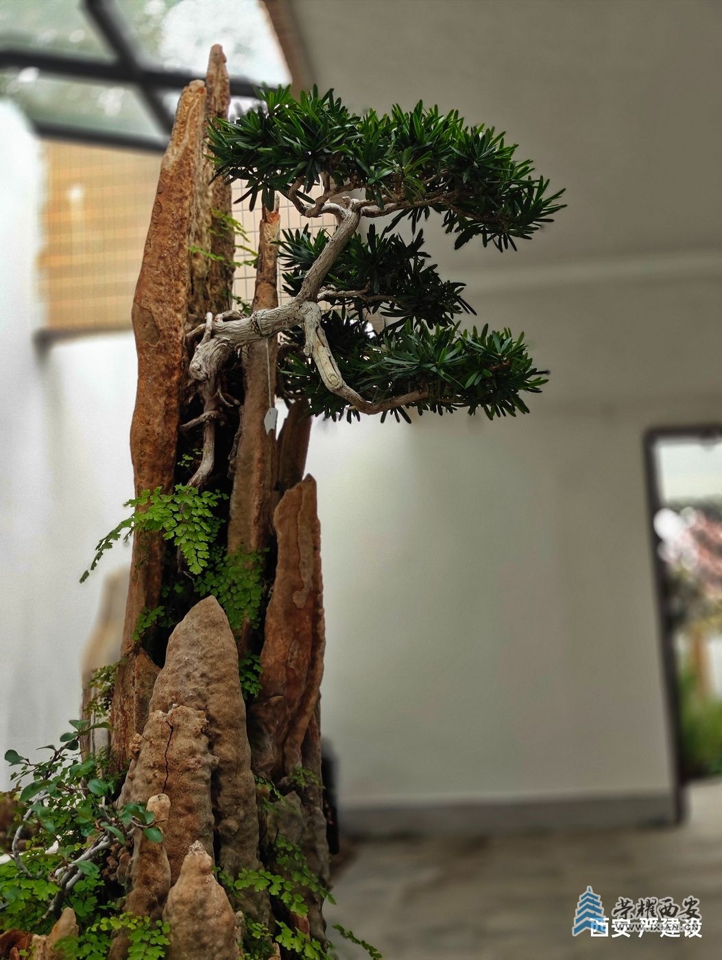 -上海植物园040.jpg