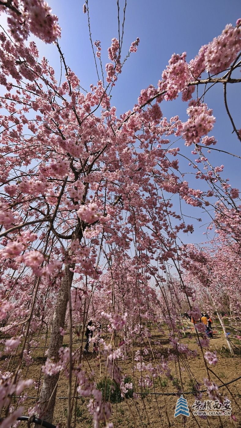 _鄠邑区014.JPG