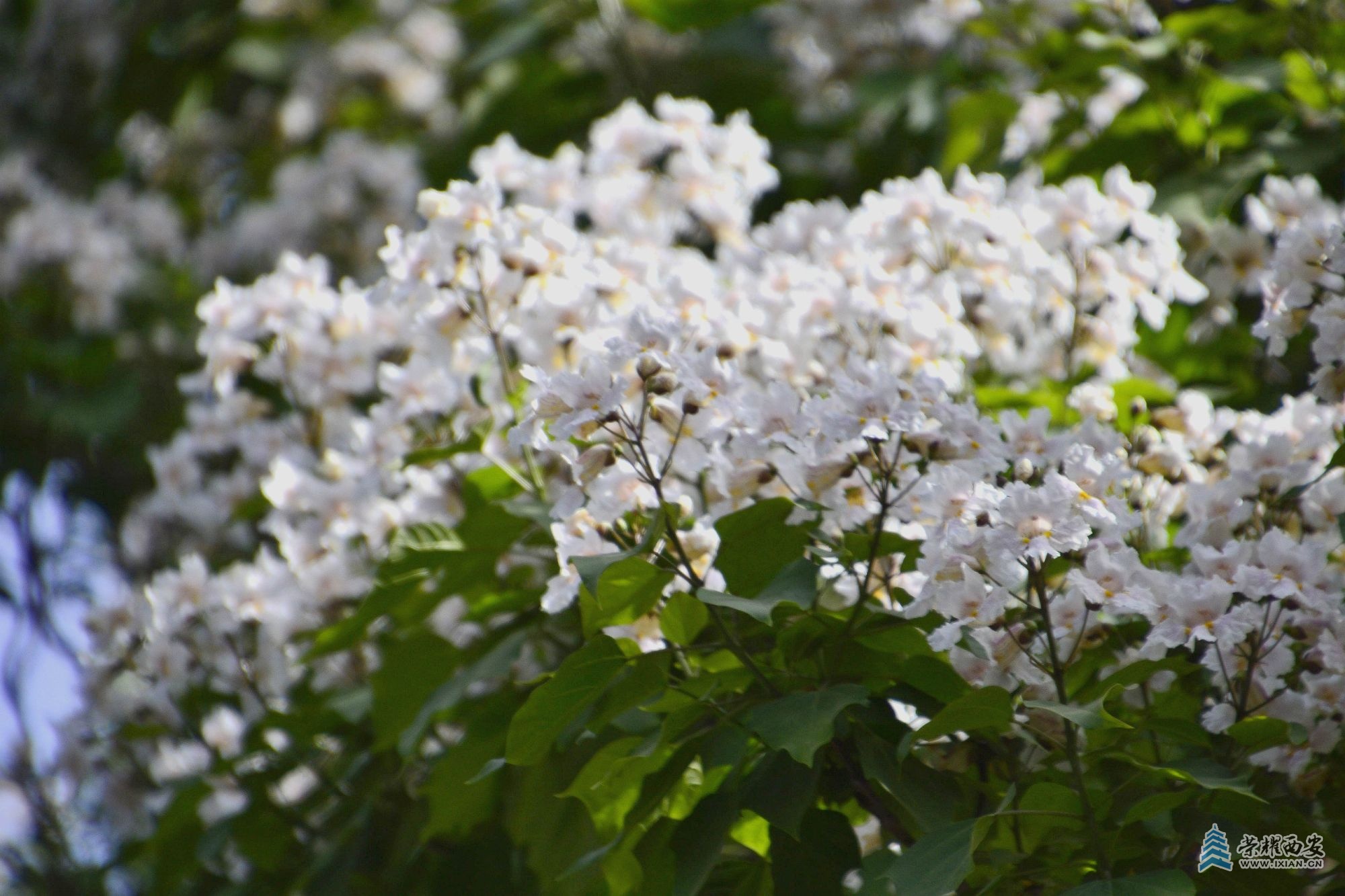 _DSC0009_副本.jpg