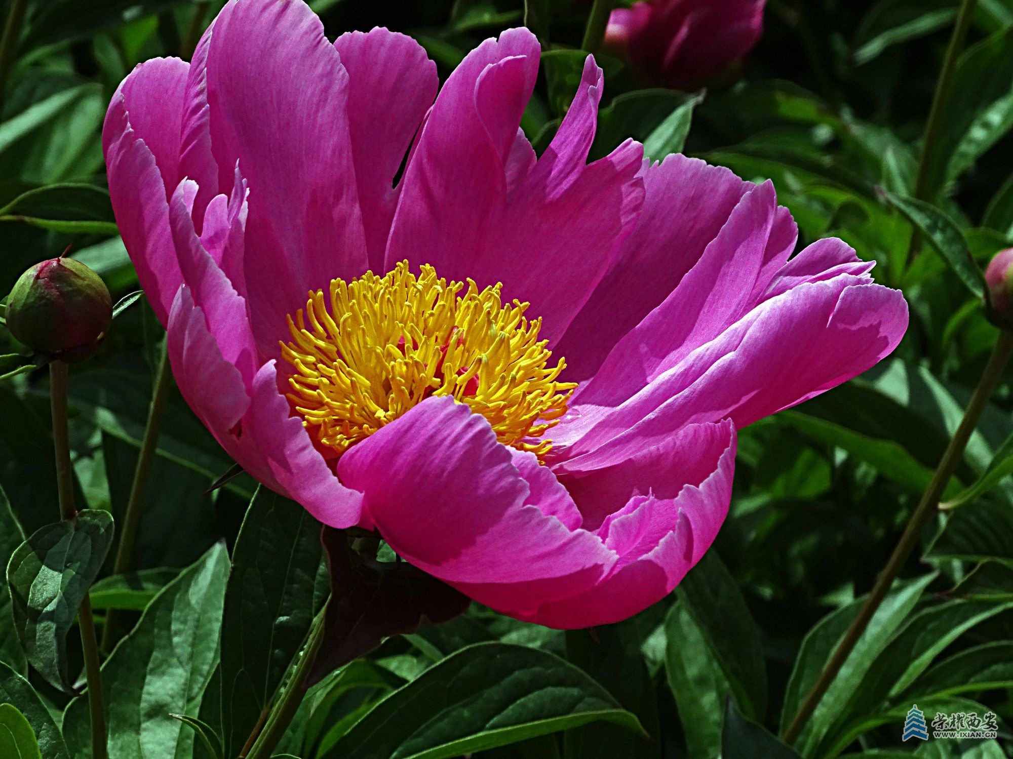 DSC08748.jpg