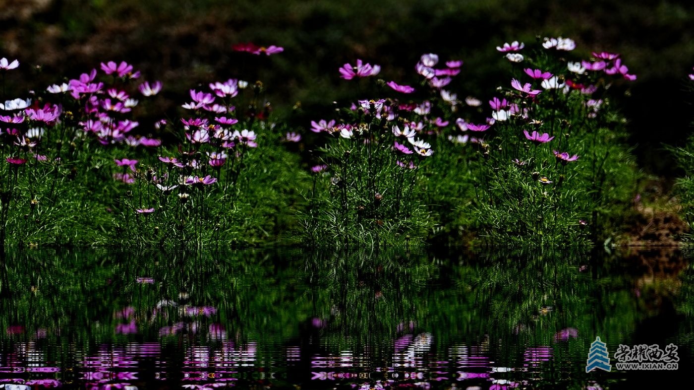 _鄠邑渼陂湖2.JPG