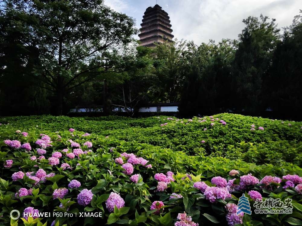 小雁塔绣球花开