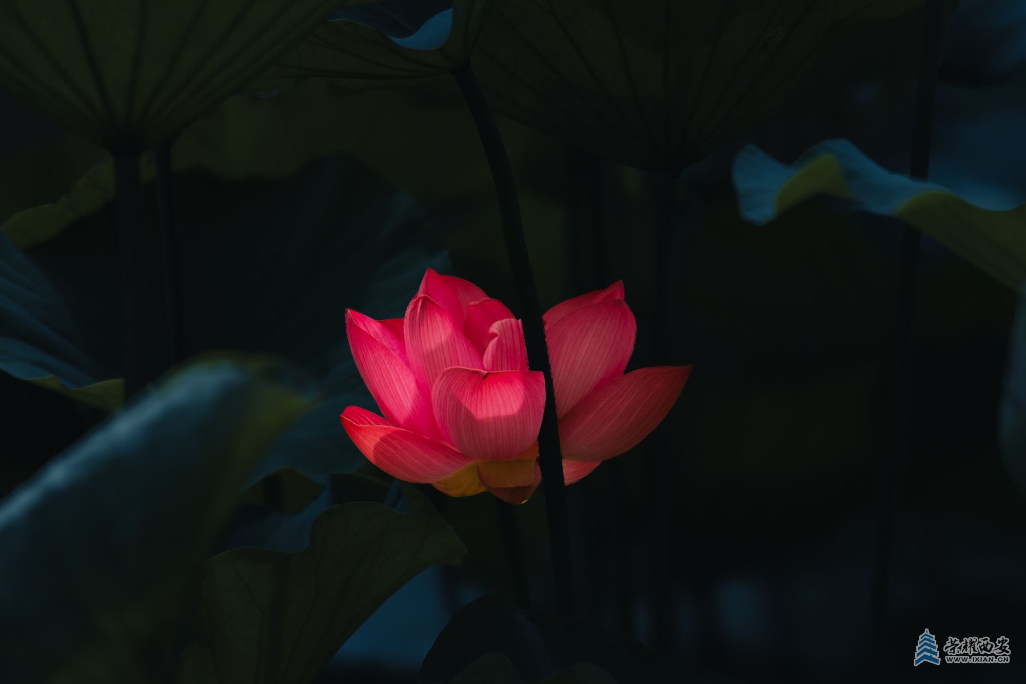 _DSC5961文档名称（丰庆公园荷花）.jpg