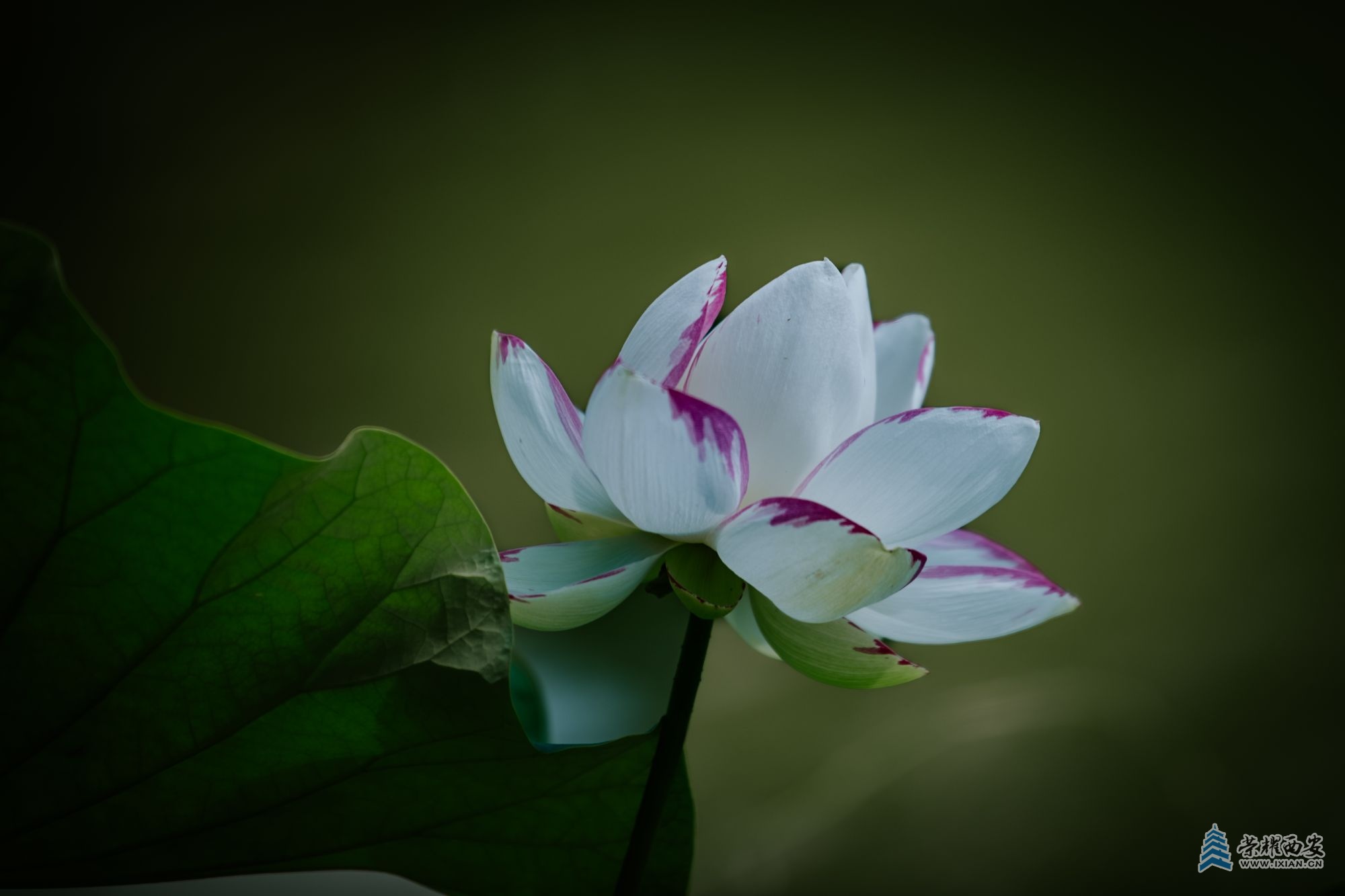 _DSC5966文档名称（丰庆公园荷花）.jpg