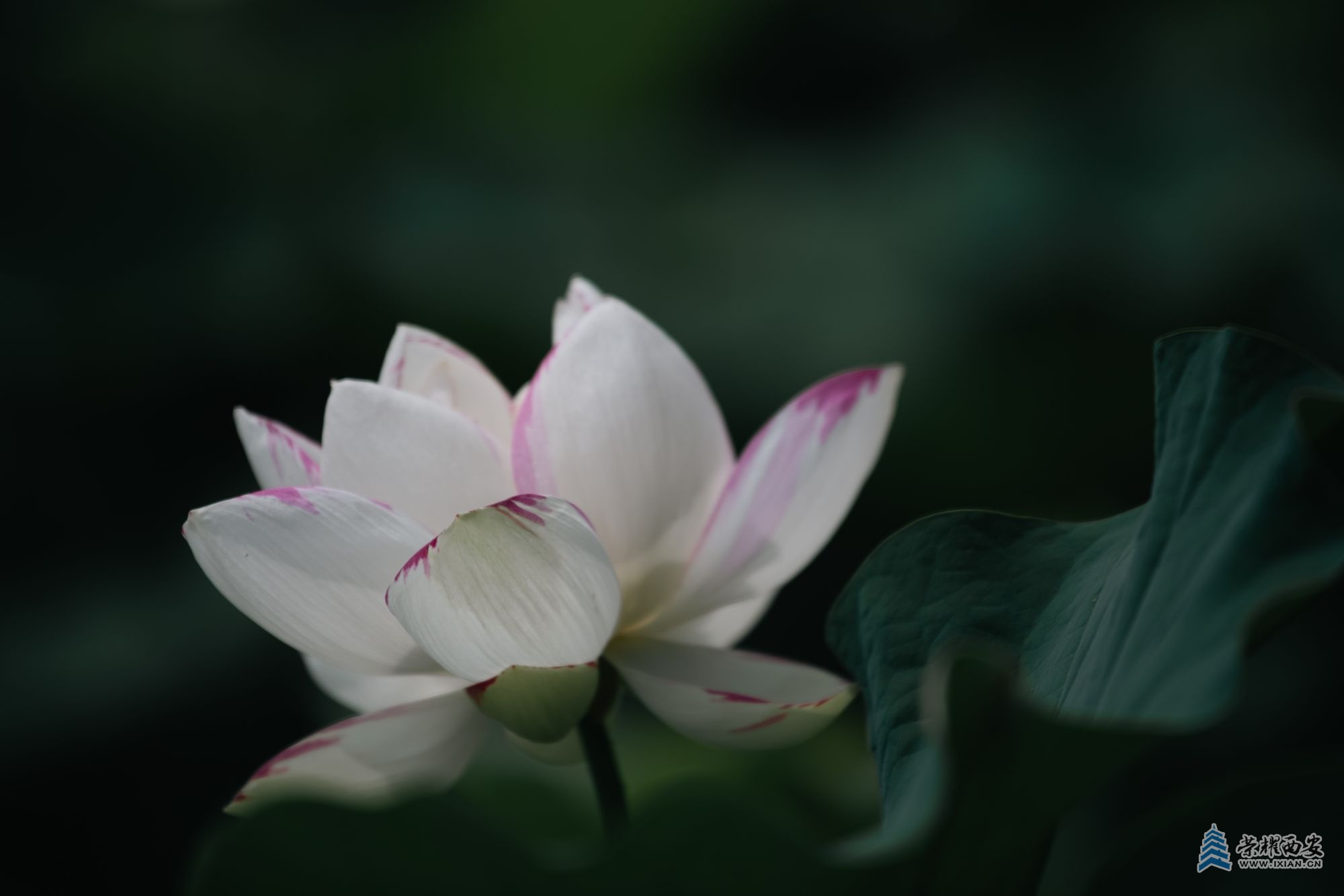 _DSC5968文档名称（丰庆公园荷花）.jpg
