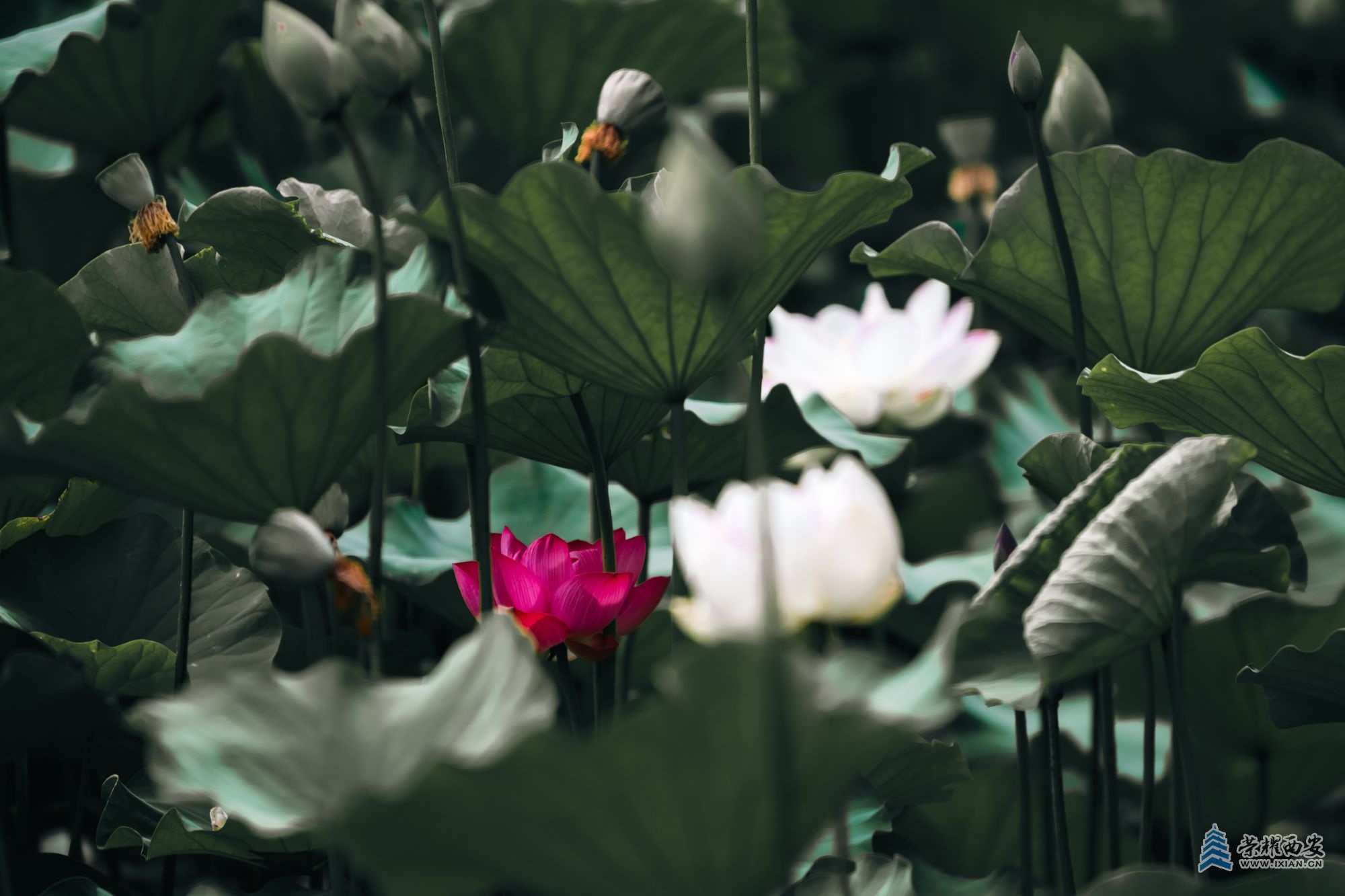 _DSC5967文档名称（丰庆公园荷花）.jpg