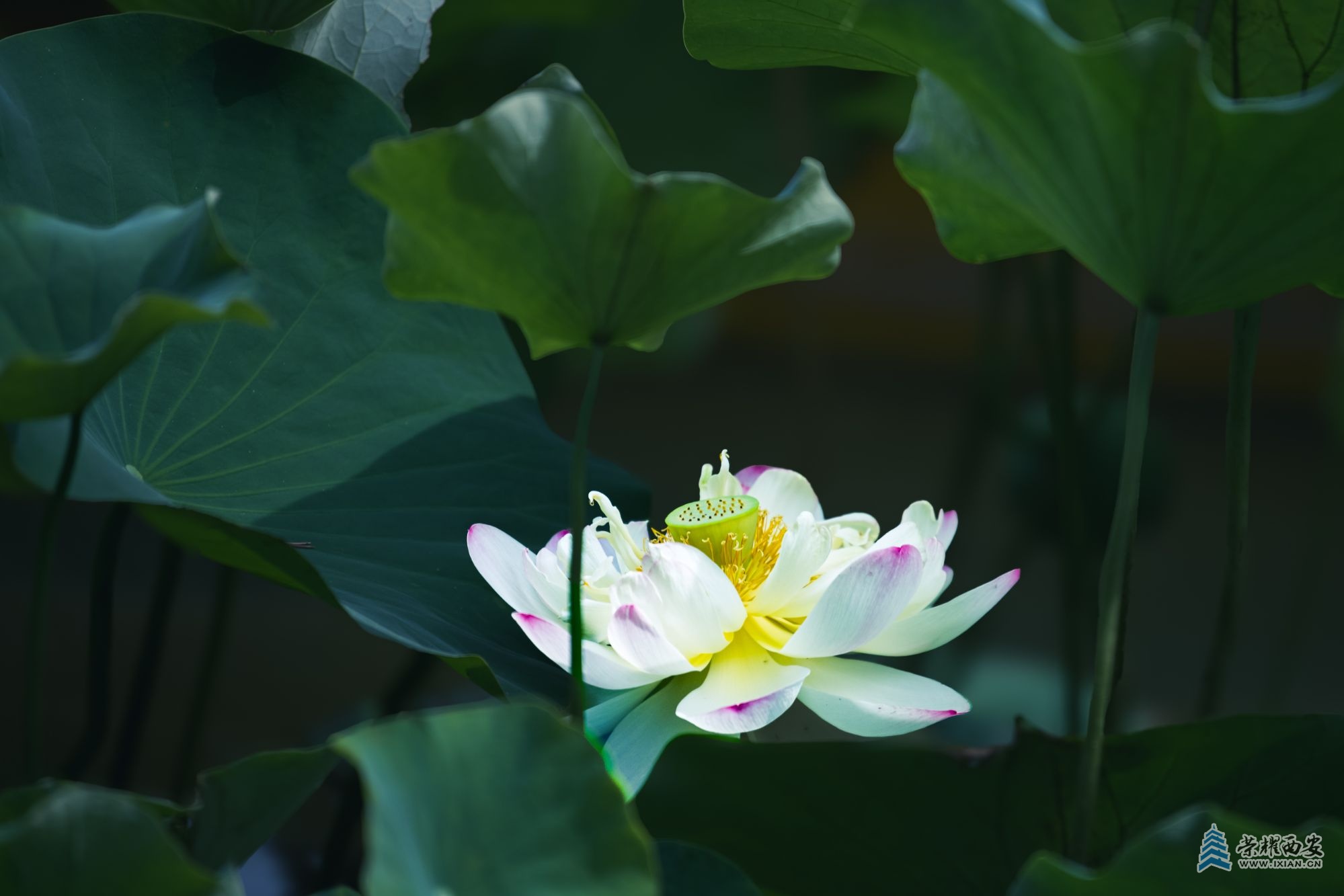 _DSC5972文档名称（丰庆公园荷花）.jpg