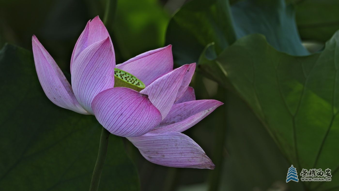 _桃花潭1.JPG