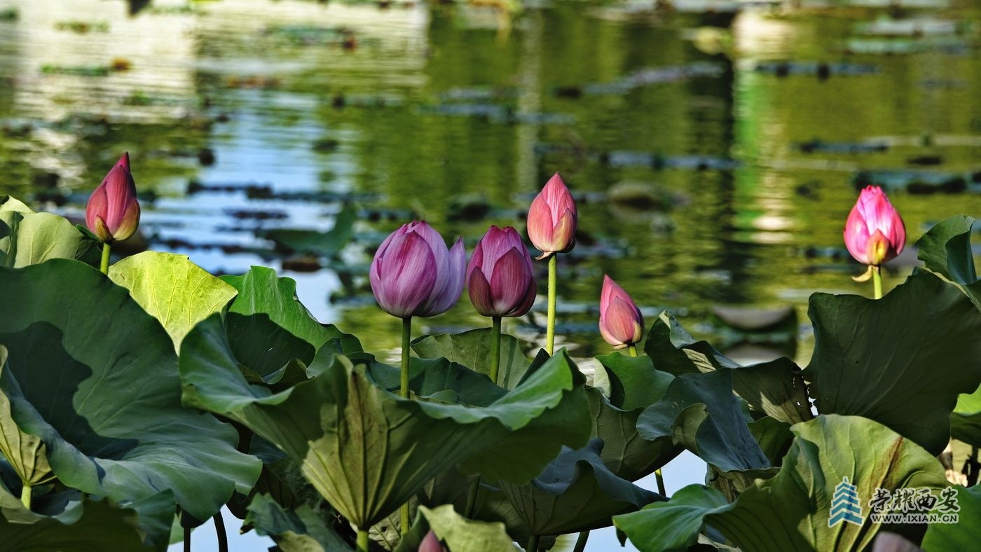_桃花潭8.JPG