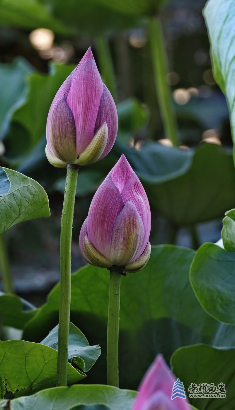 _桃花潭10.JPG