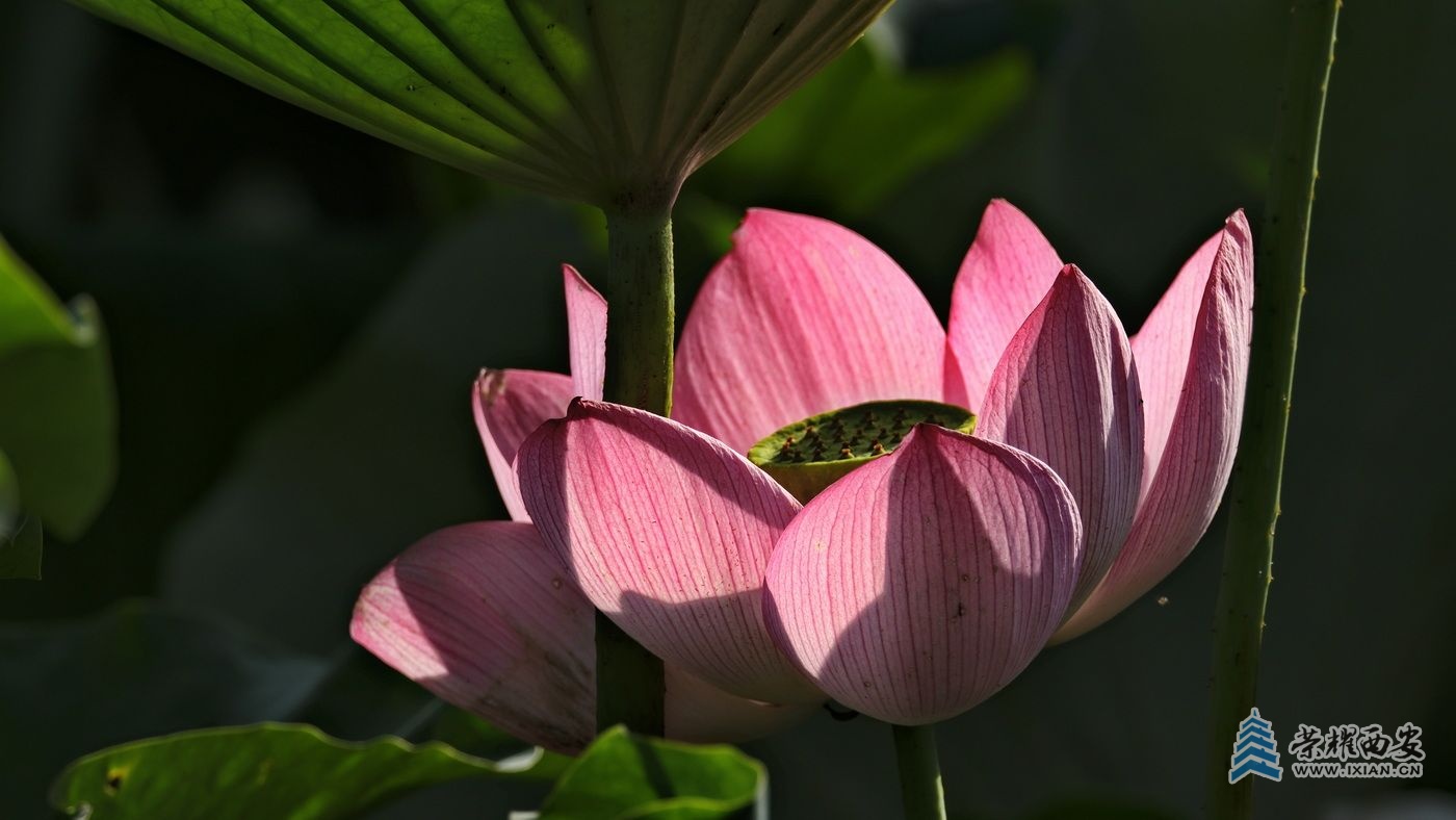 _桃花潭11.JPG