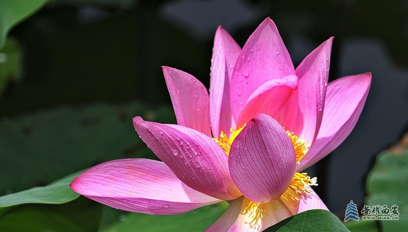 _桃花潭14.JPG