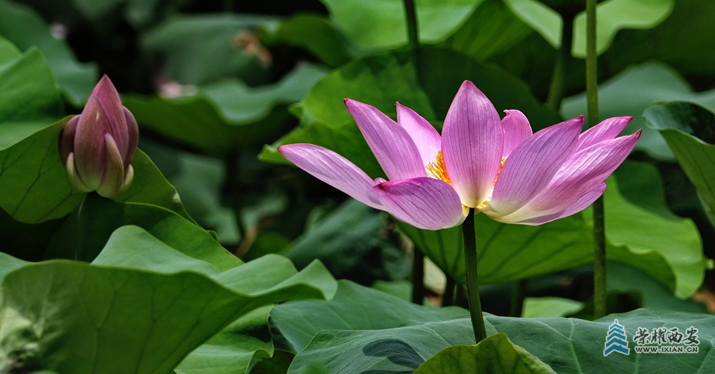 _桃花潭15.JPG