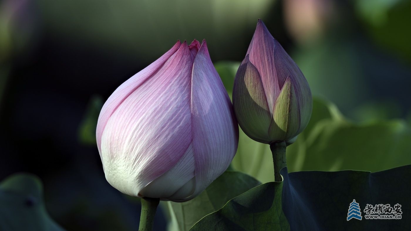_桃花潭24.JPG