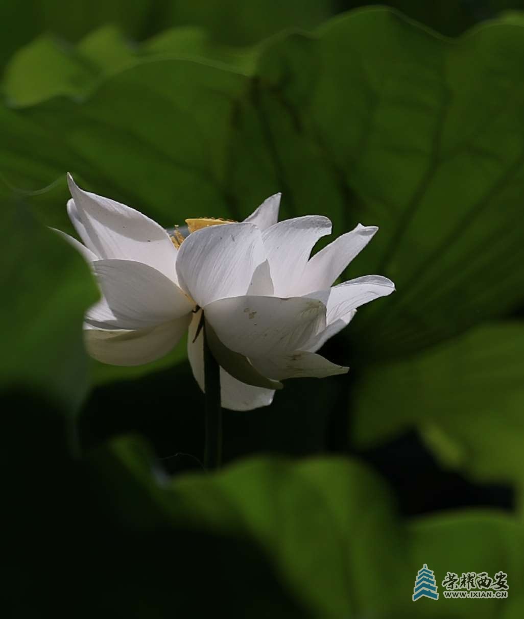 兴庆公园的荷花