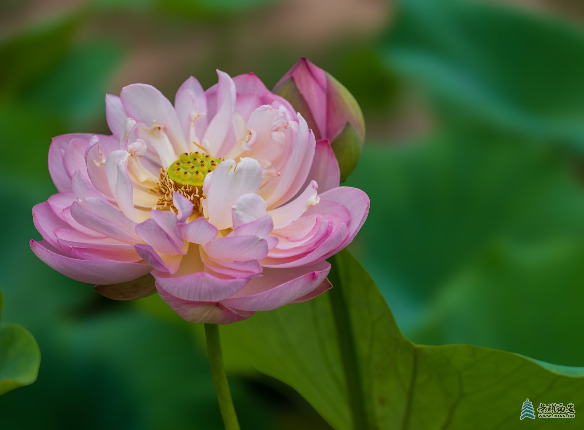 DSCF1231.jpg