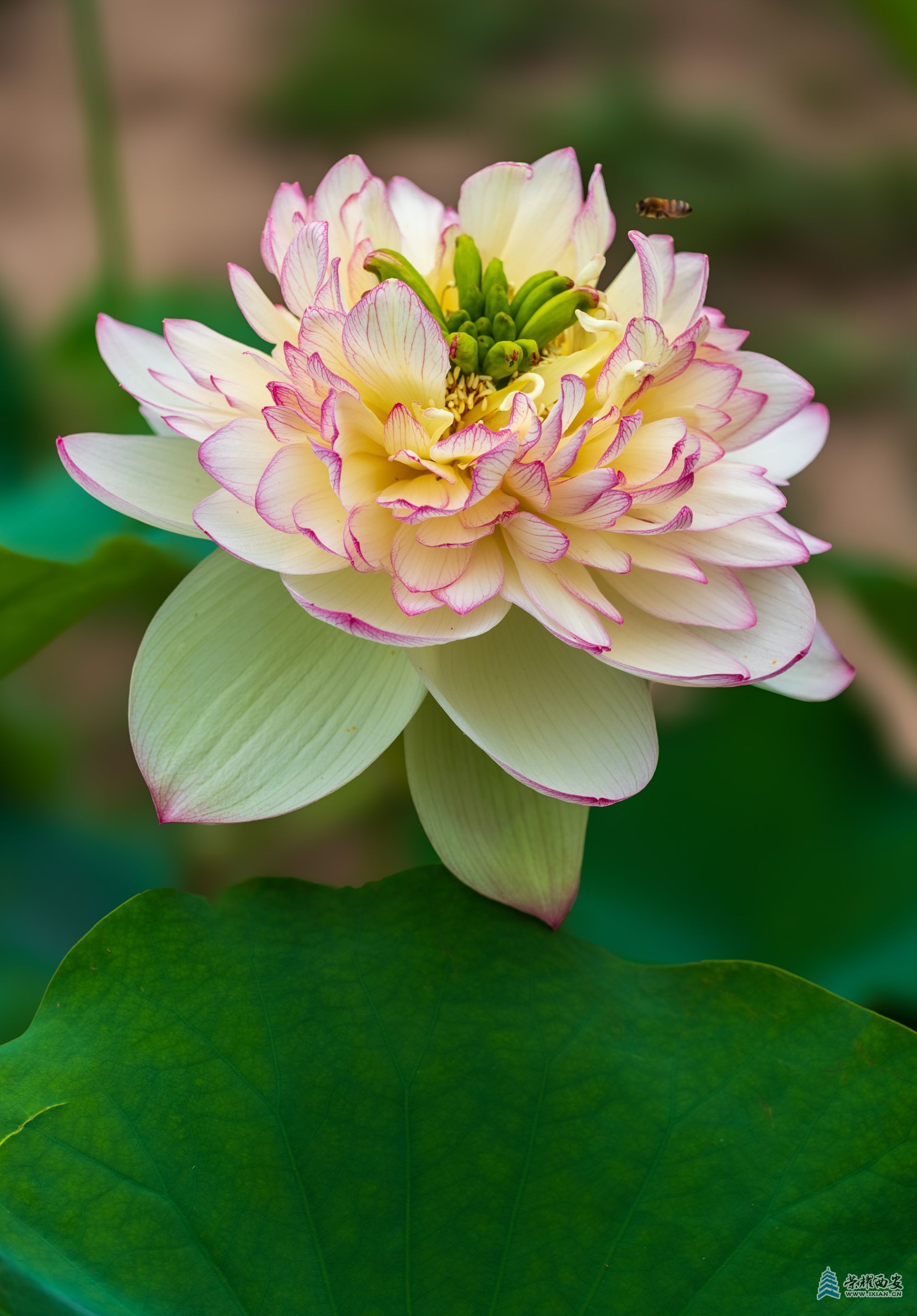DSCF1235.jpg